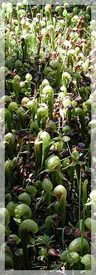 [field full of Darlingtonia californica]